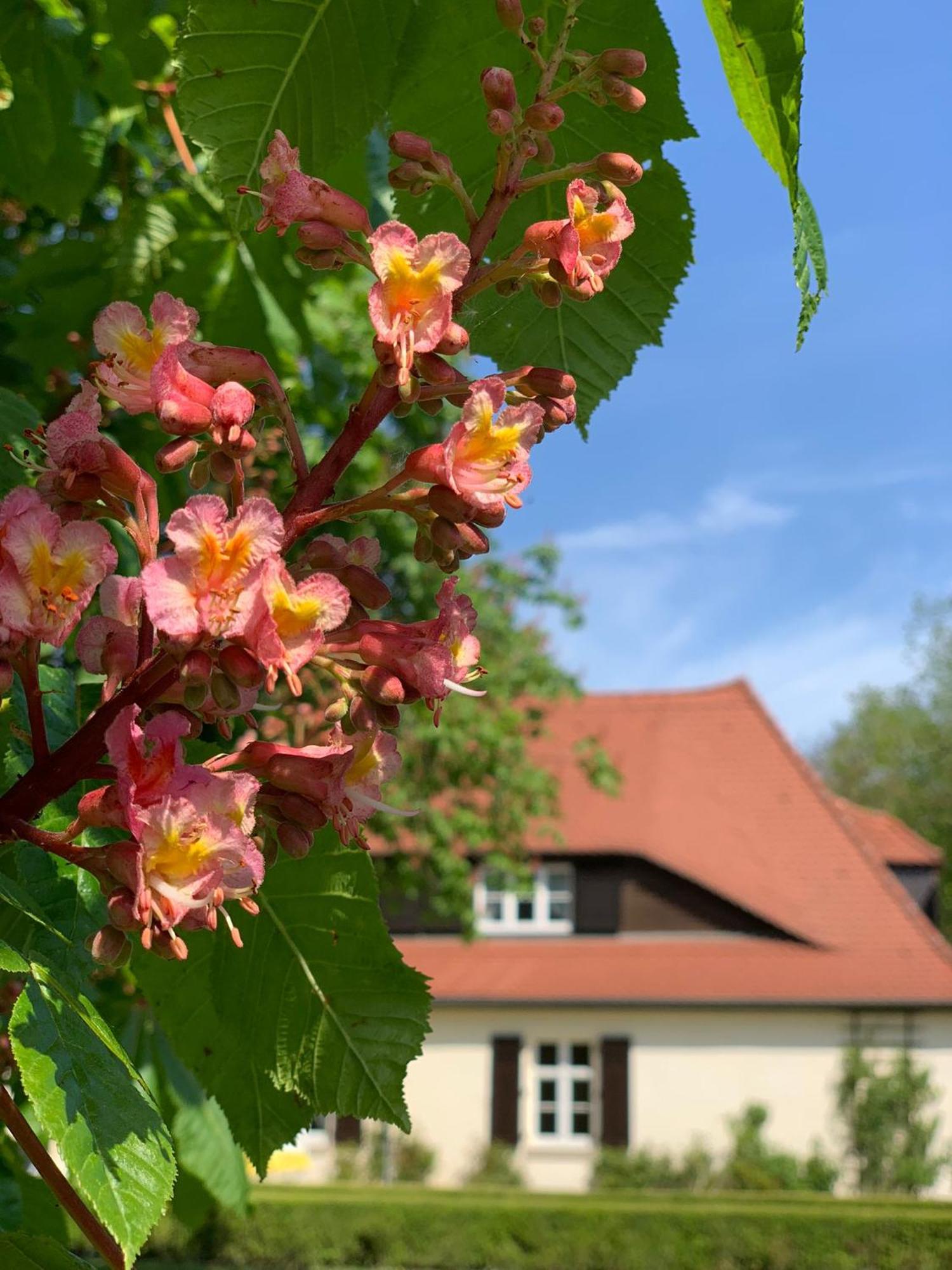 Landhaus Saaleck ナウムブルク エクステリア 写真
